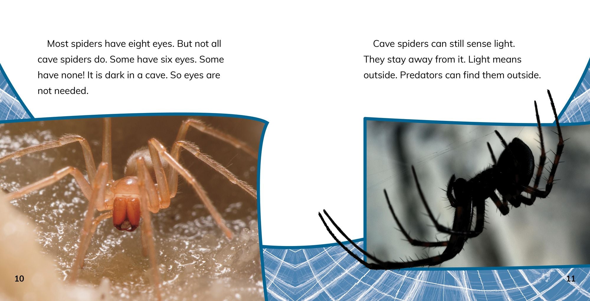 Cave Spiders