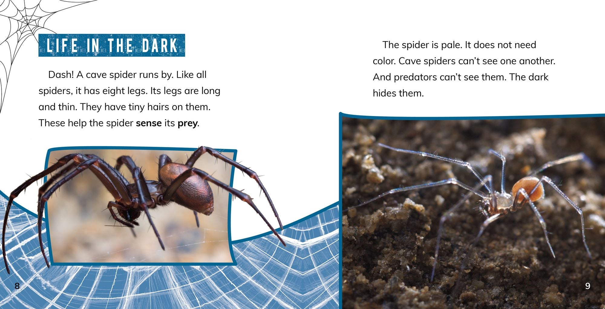 Cave Spiders