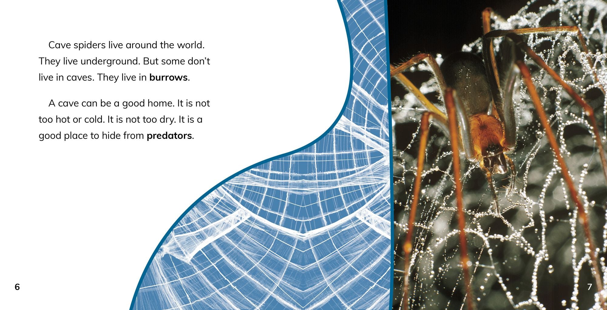 Cave Spiders