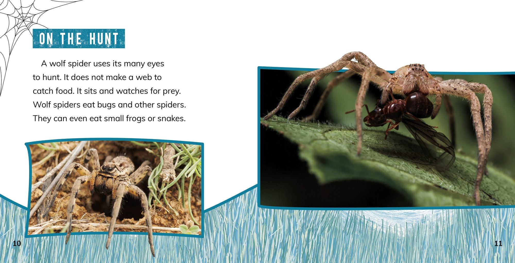 Wolf Spiders