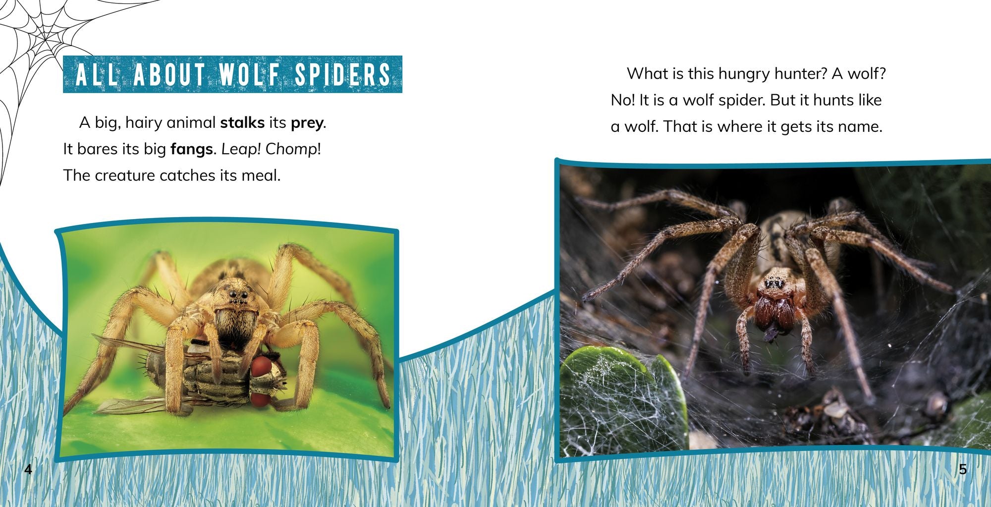 Wolf Spiders