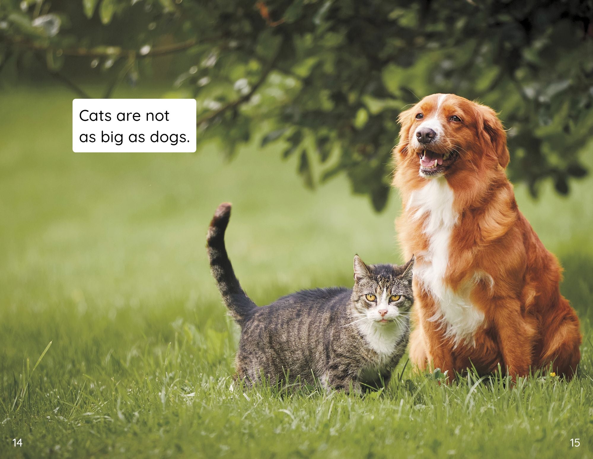 Dog or Cat?