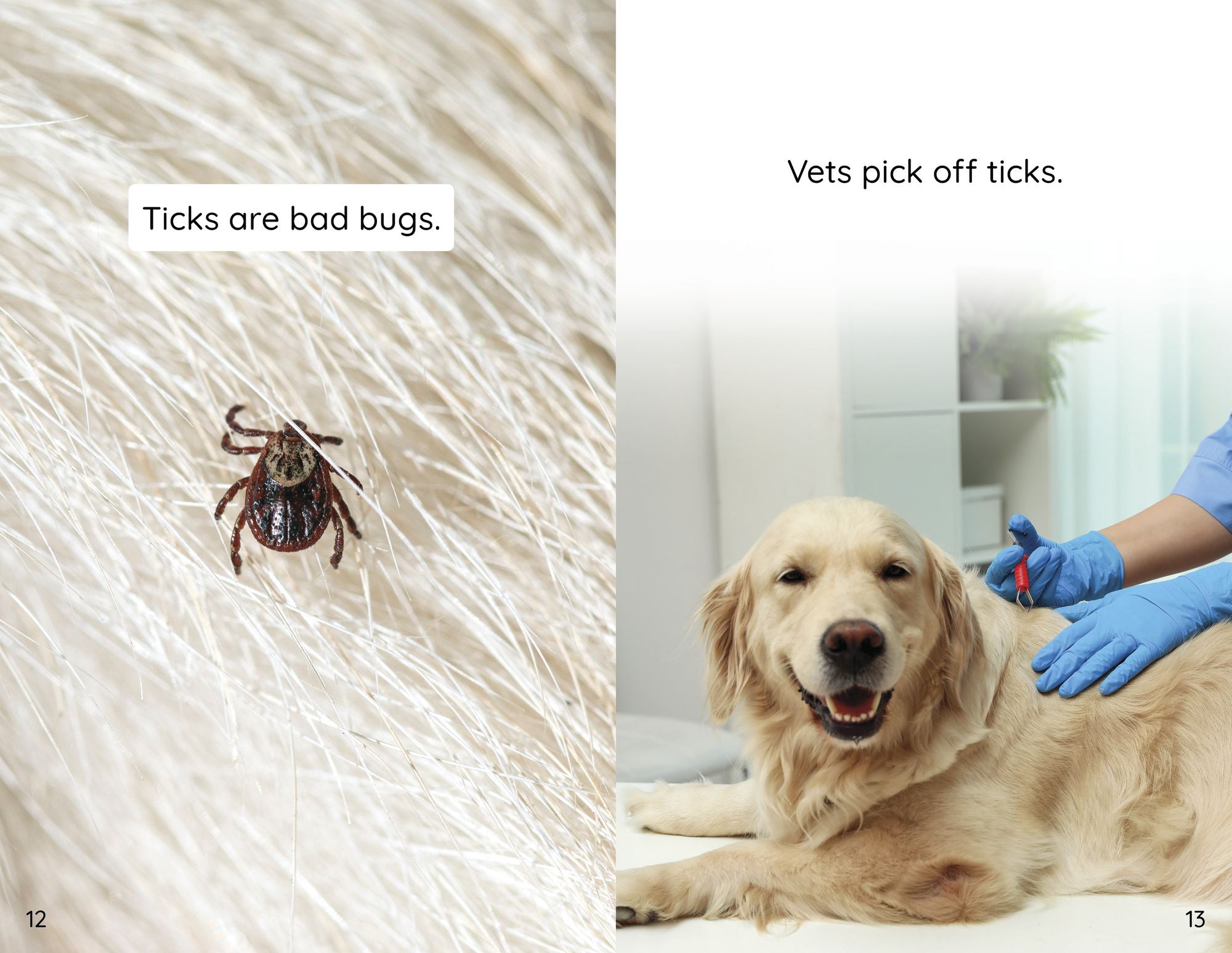 My Pet at the Vet