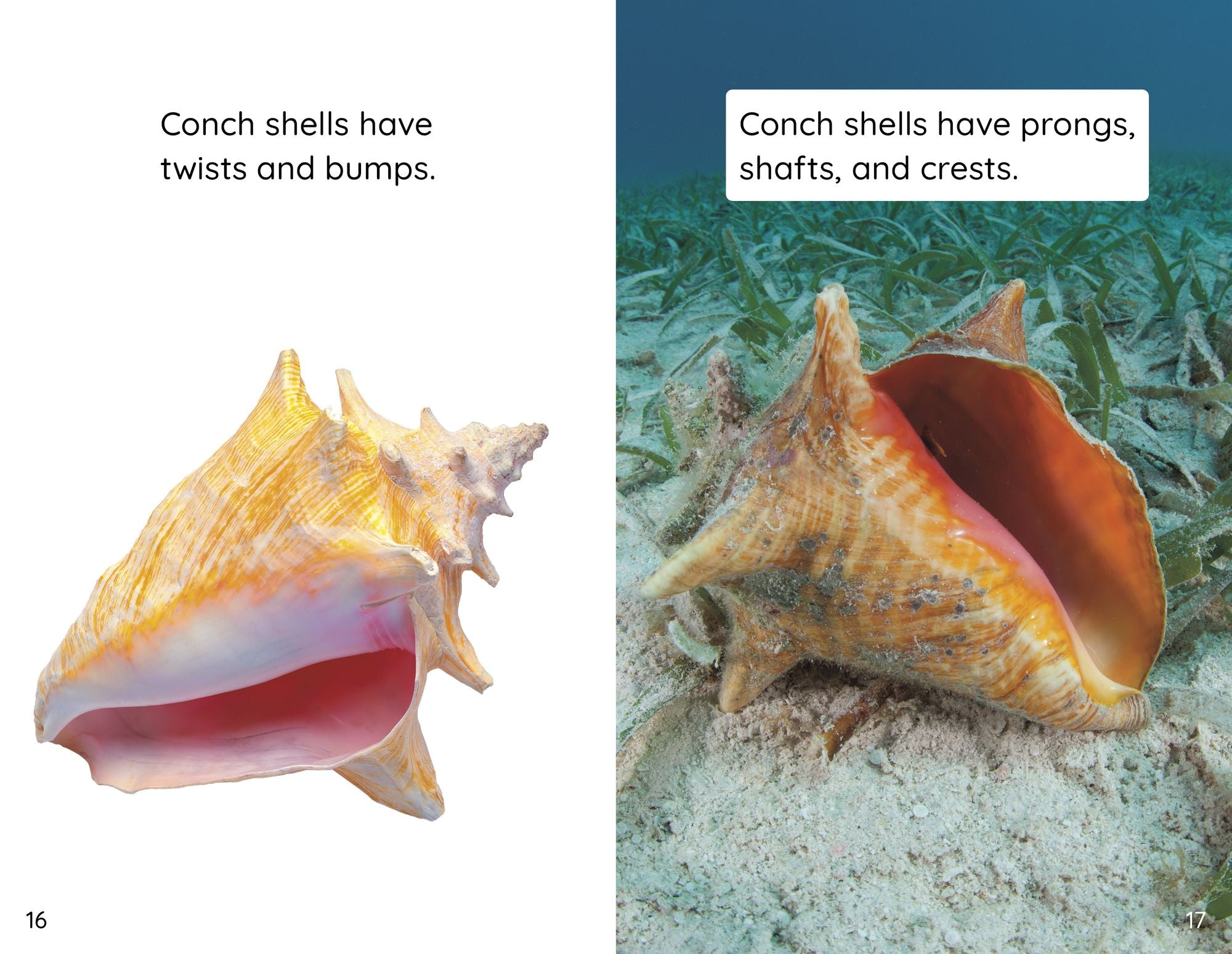 Shells