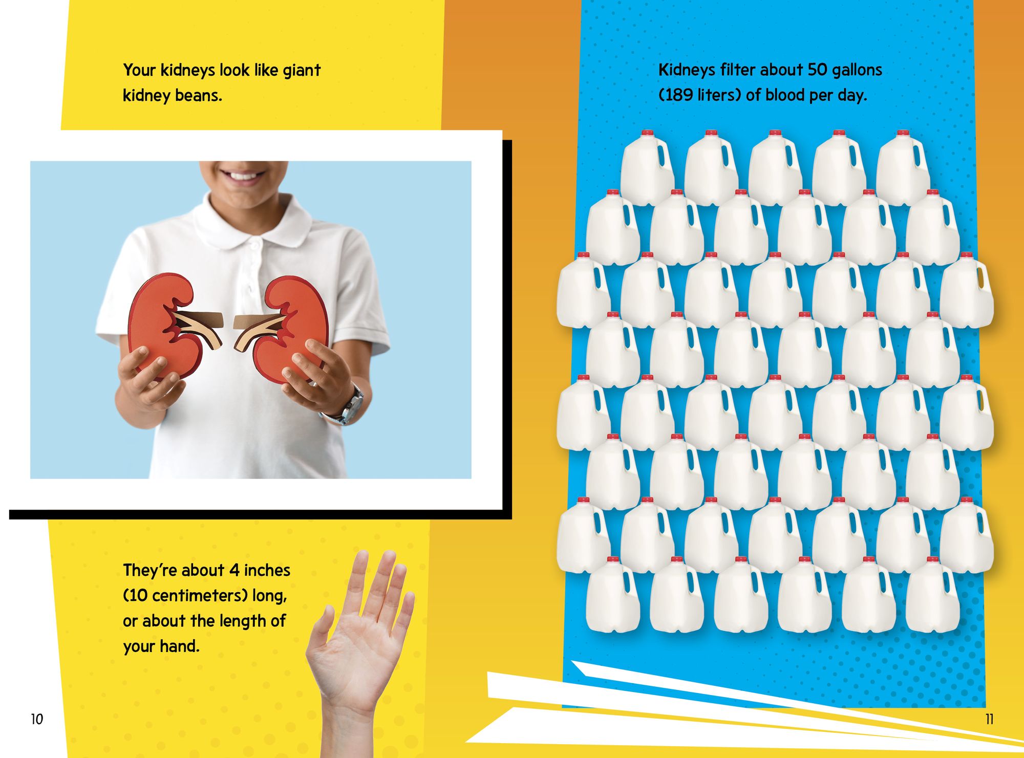 Human Body Fact Frenzy!