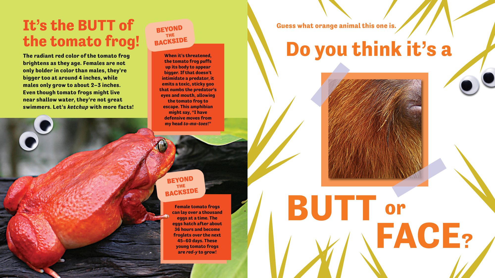 Butt or Face? Volume 5: Rainbow Butts