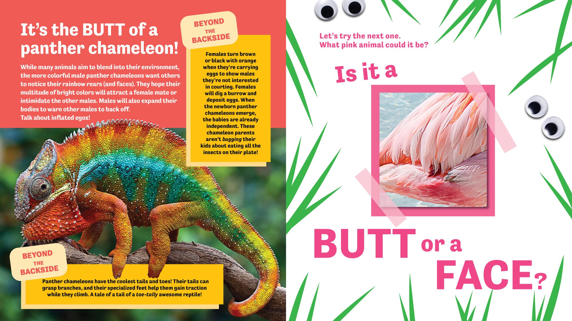Butt or Face? Volume 5: Rainbow Butts