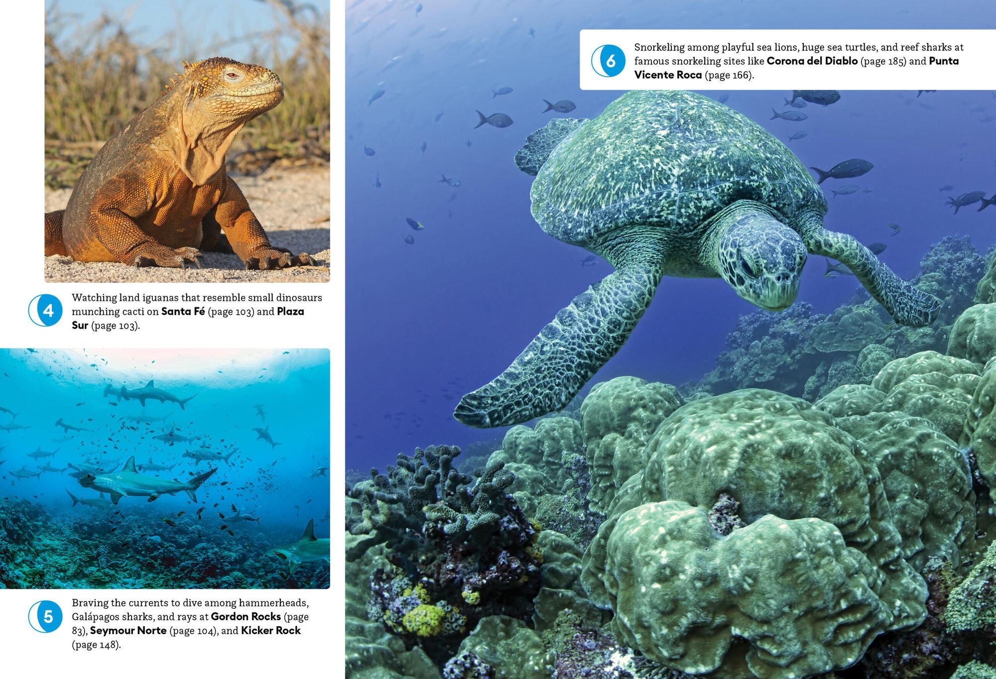 Moon Galápagos Islands: Wildlife, Snorkeling & Diving, Cruise & Tour Advice