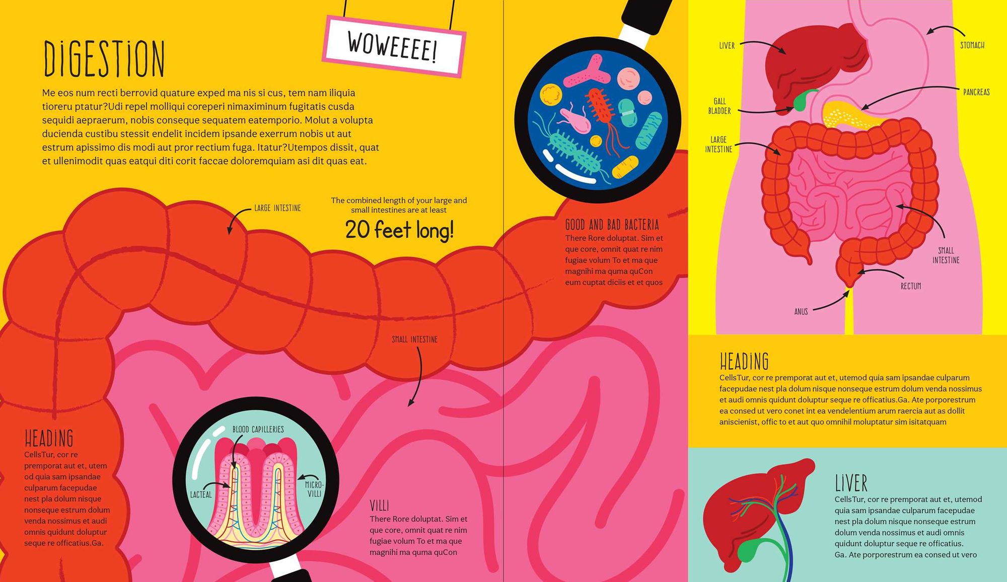 How To Make a Human: Could you build a human body from scratch?