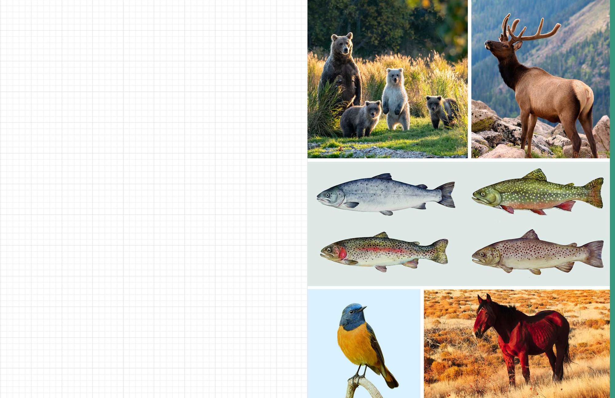 Cut & Collage National Parks: Beautiful Images of America's Natural Wonders
