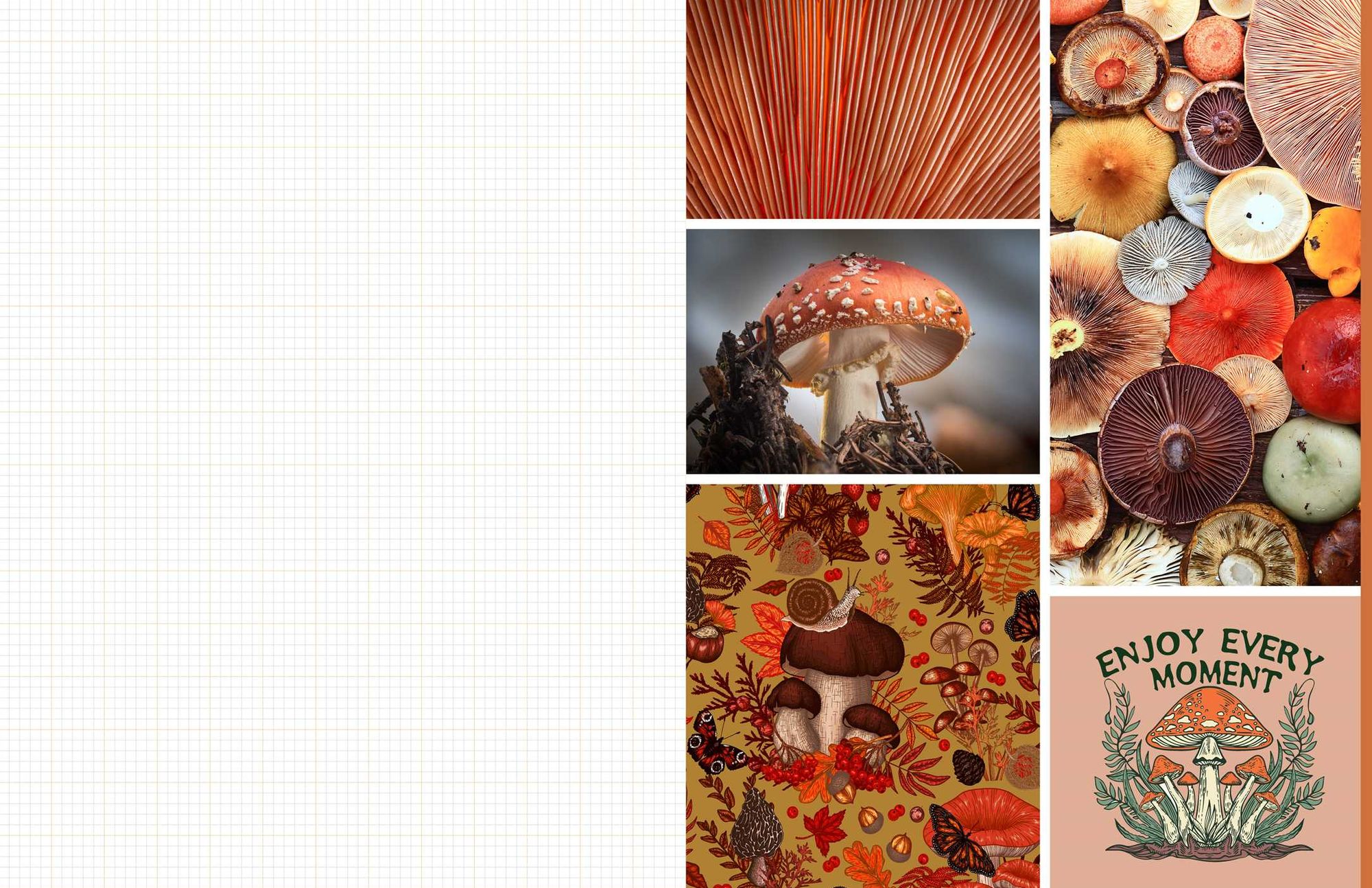 Cut & Collage Mushrooms and Fungi: Magnificent Images from the Forest Floor