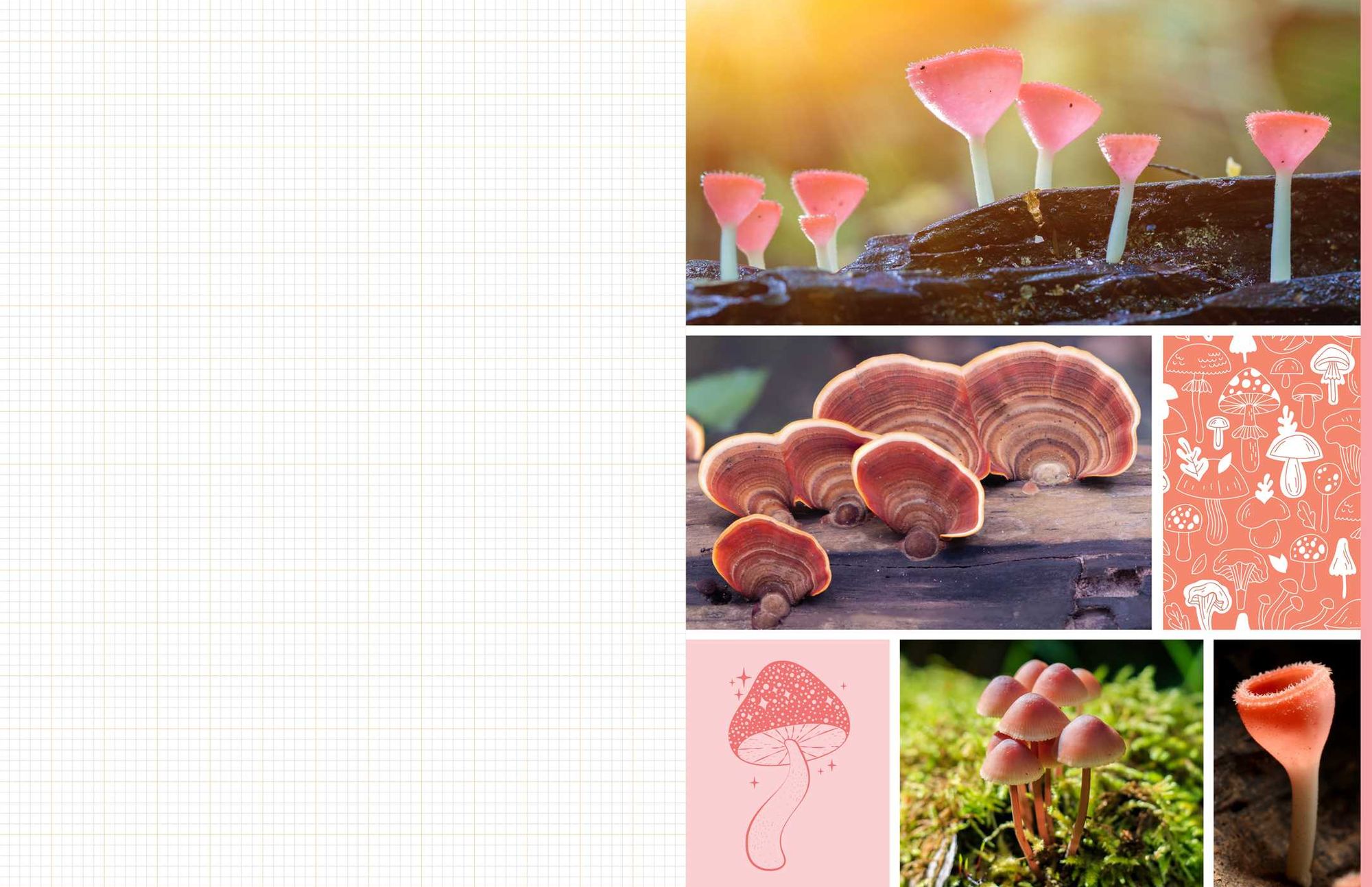 Cut & Collage Mushrooms and Fungi: Magnificent Images from the Forest Floor