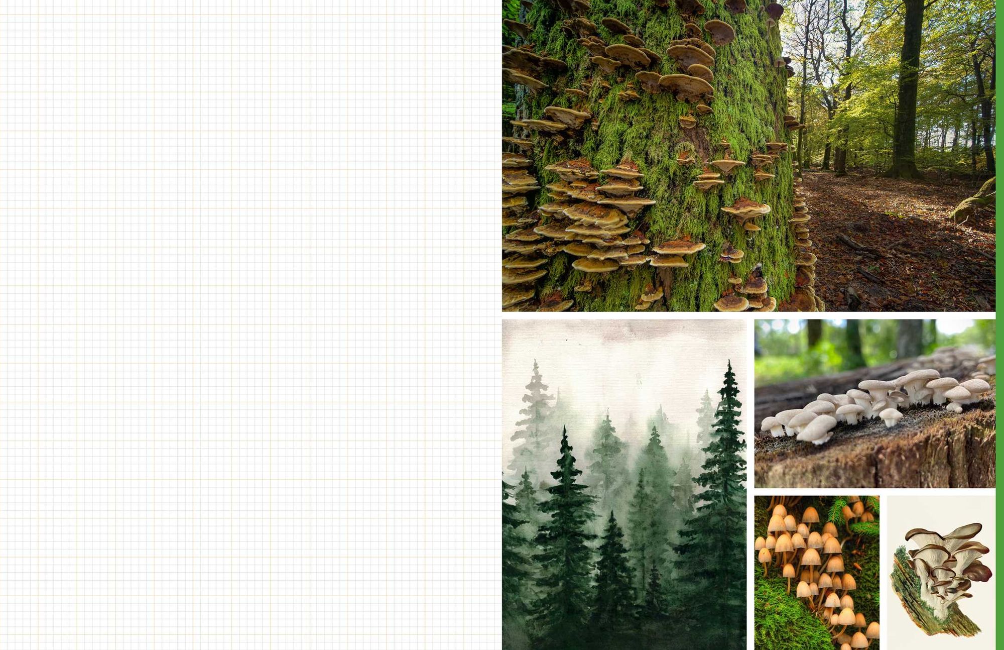 Cut & Collage Mushrooms and Fungi: Magnificent Images from the Forest Floor
