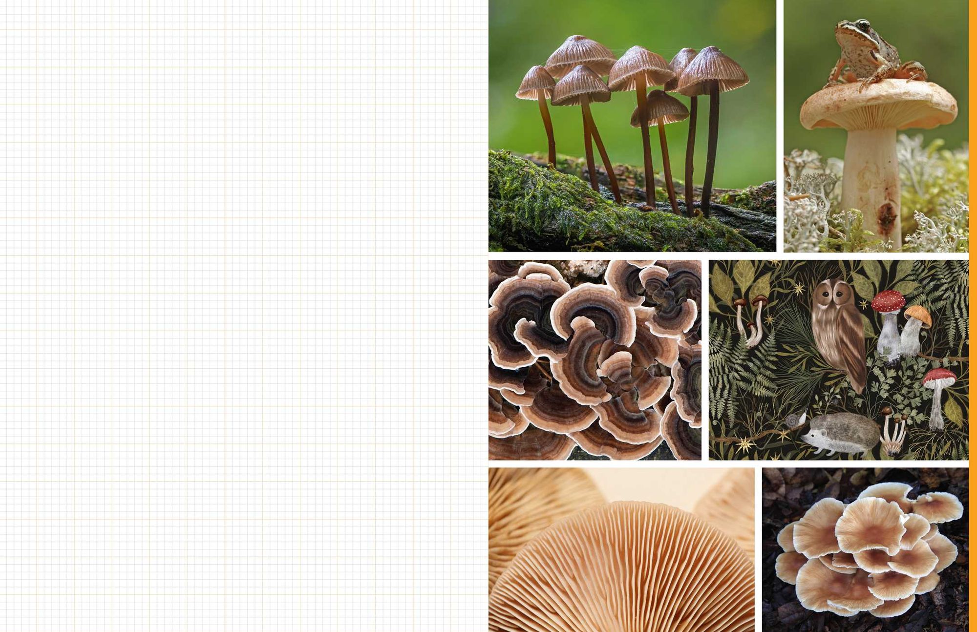Cut & Collage Mushrooms and Fungi: Magnificent Images from the Forest Floor