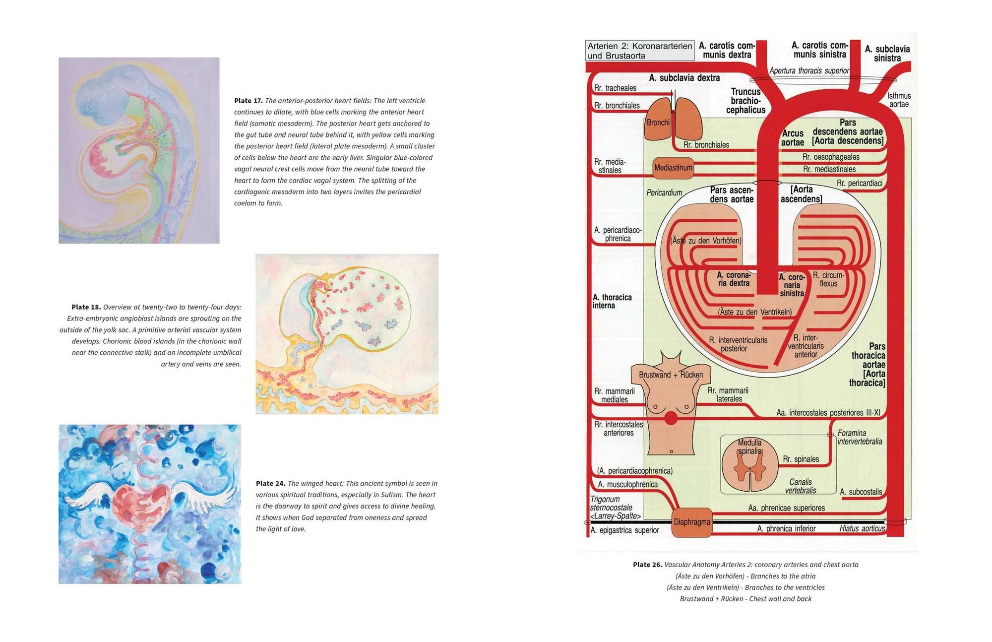 The Biodynamic Heart: Somatic Compassion Practices for a Clear and Vital Heart