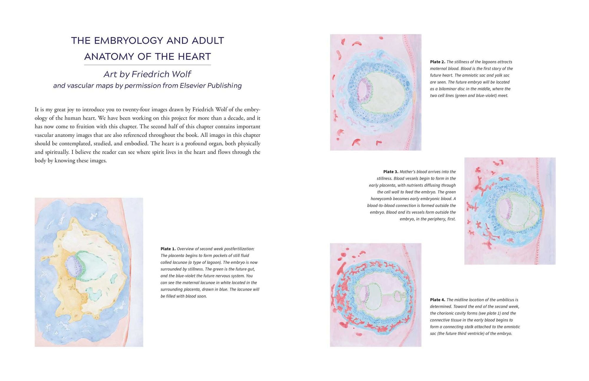 The Biodynamic Heart: Somatic Compassion Practices for a Clear and Vital Heart