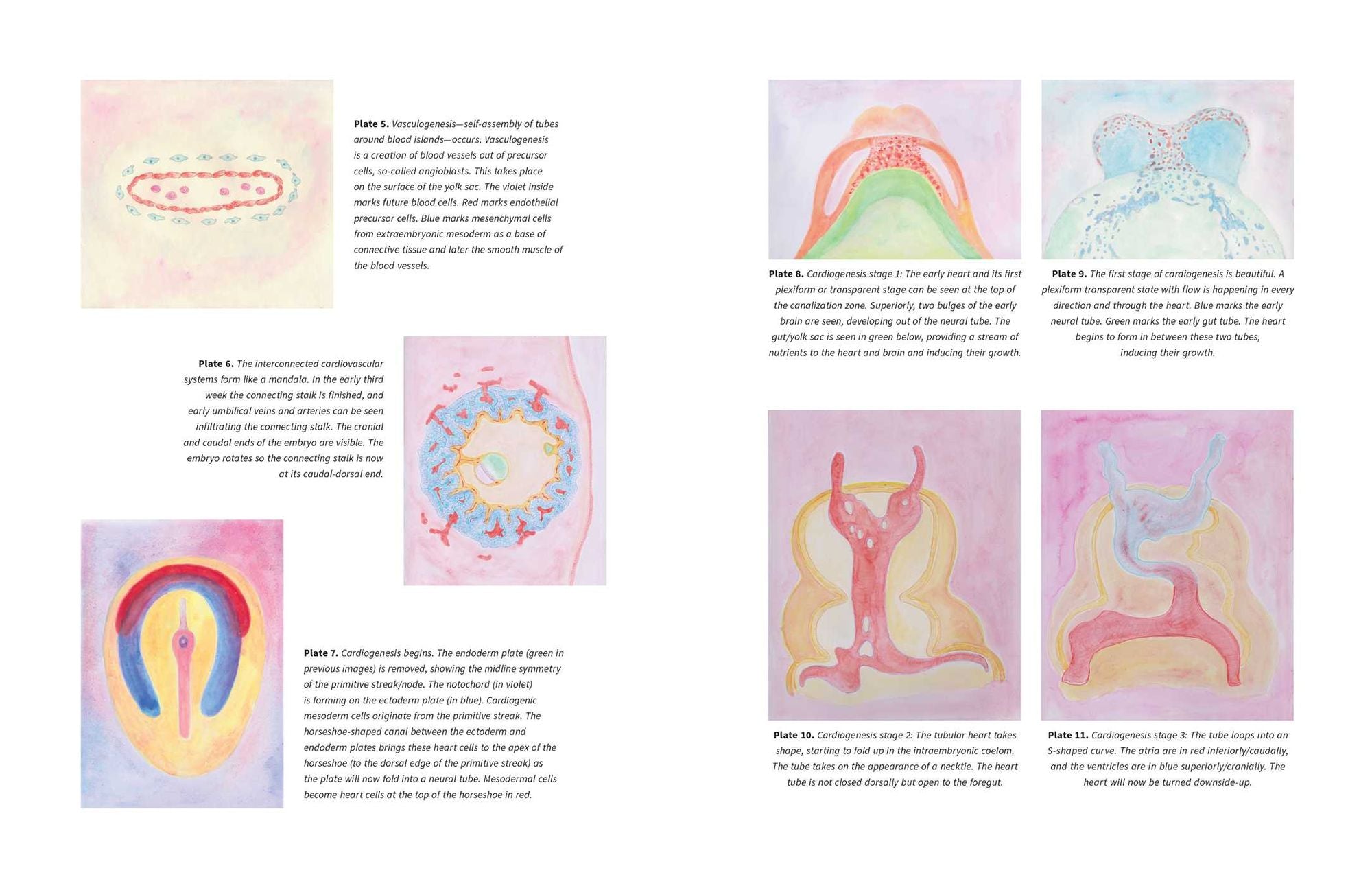 The Biodynamic Heart: Somatic Compassion Practices for a Clear and Vital Heart