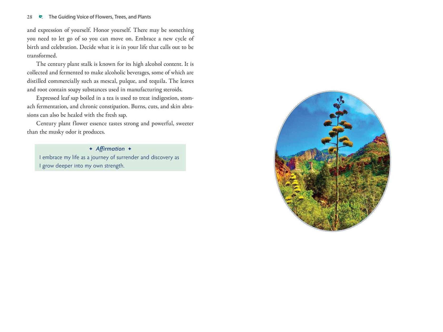 Plant Energy Medicine: The Guiding Voice and Healing Vibration of 58 Plants