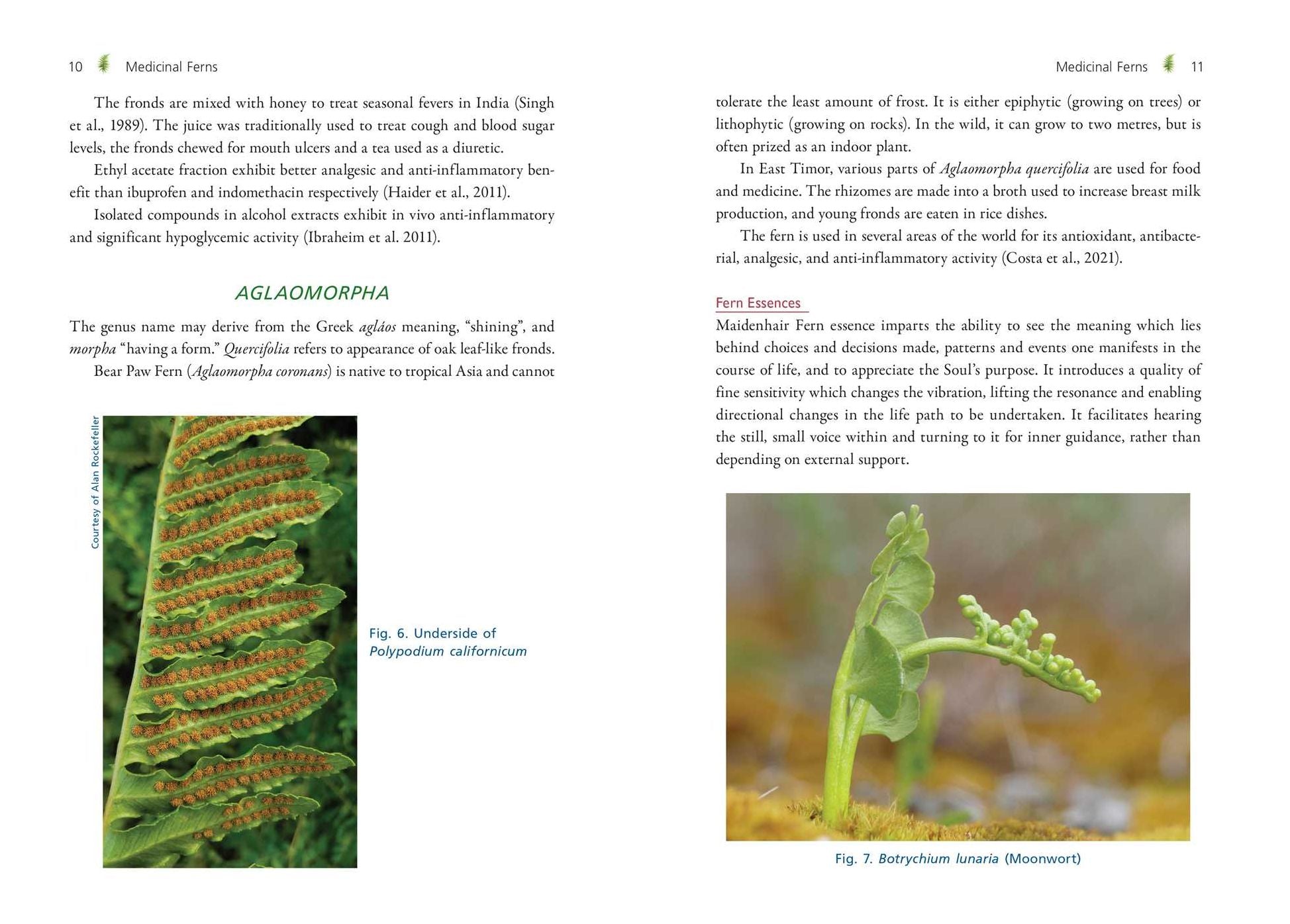 The Fern Pharmacy: Indigenous Wisdom and Modern Pharmacology