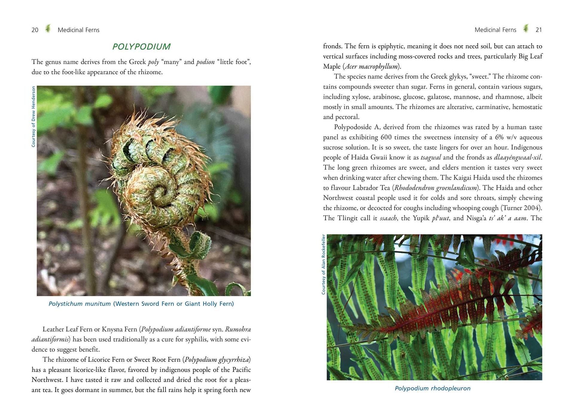 The Fern Pharmacy: Indigenous Wisdom and Modern Pharmacology