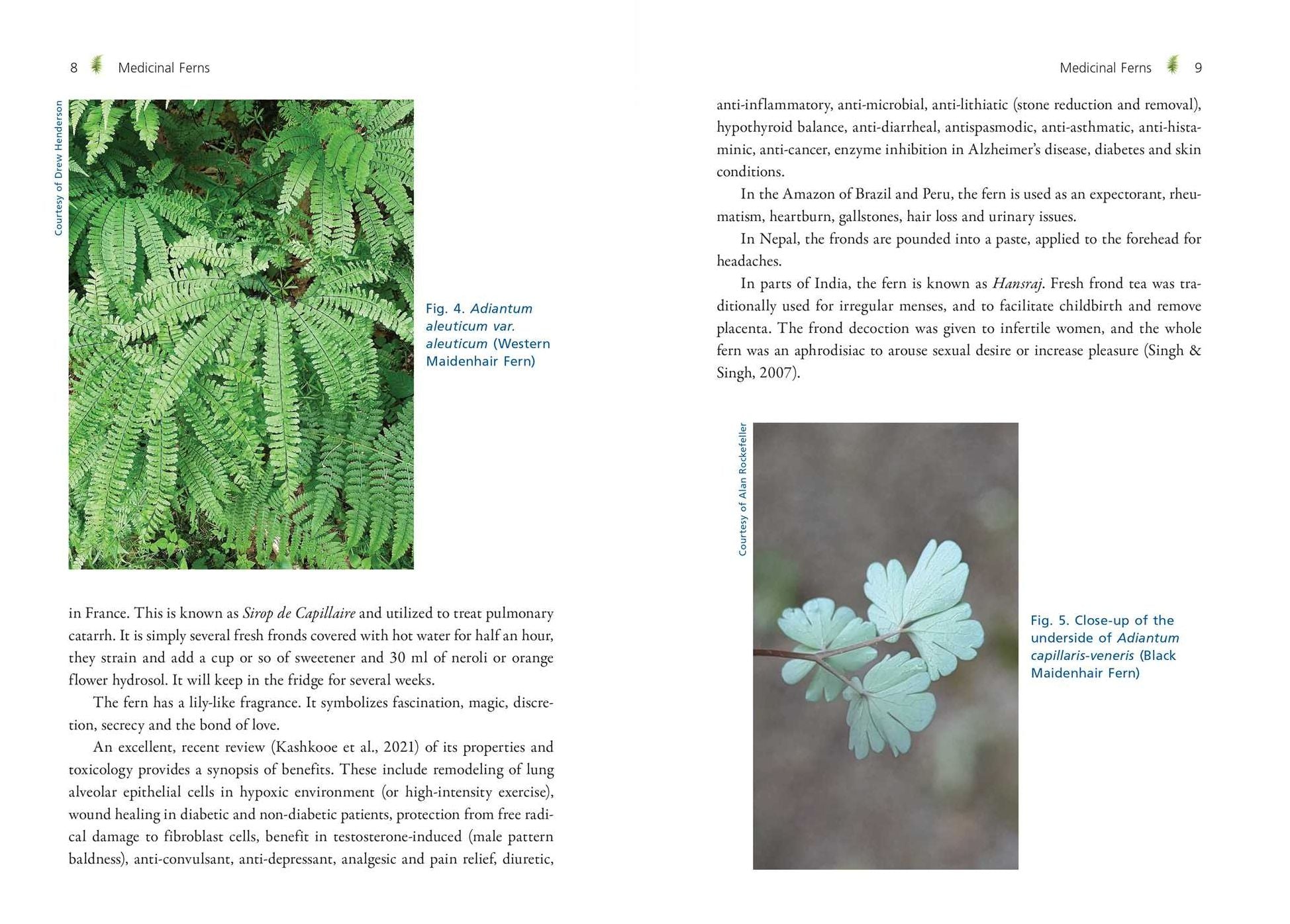The Fern Pharmacy: Indigenous Wisdom and Modern Pharmacology