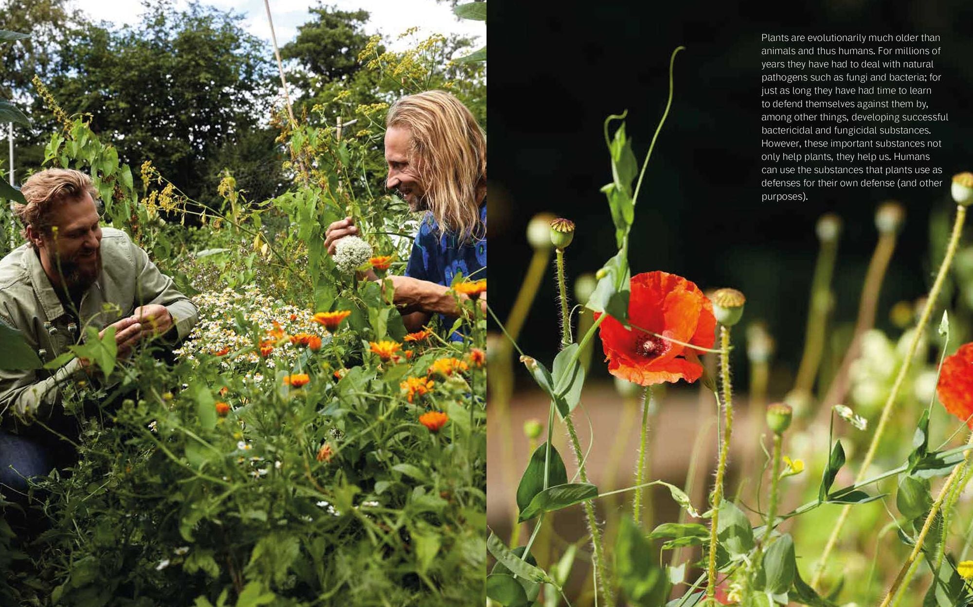 Plant Power: Heal Yourself with Medicinal Mushrooms, Roots, Flowers, and Herbs
