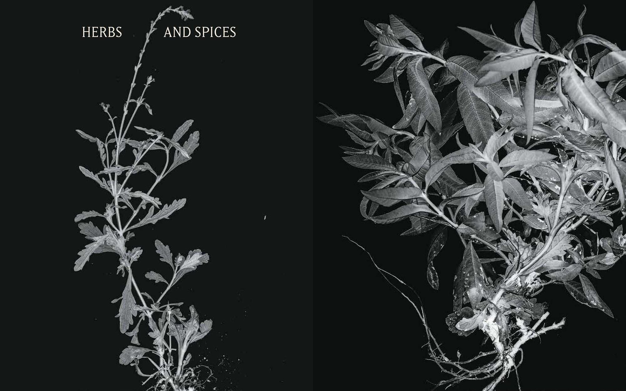 Plant Power: Heal Yourself with Medicinal Mushrooms, Roots, Flowers, and Herbs