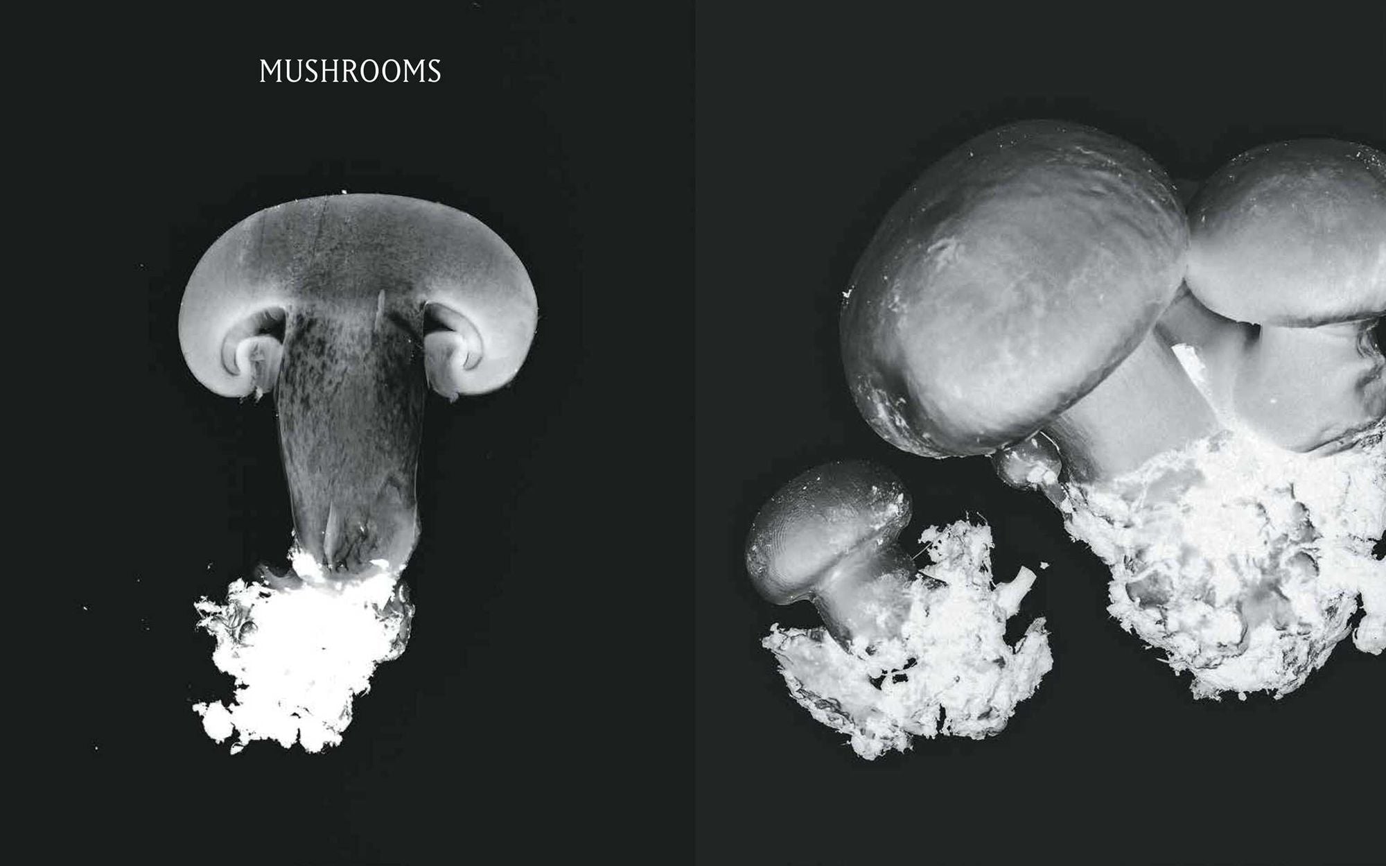 Plant Power: Heal Yourself with Medicinal Mushrooms, Roots, Flowers, and Herbs