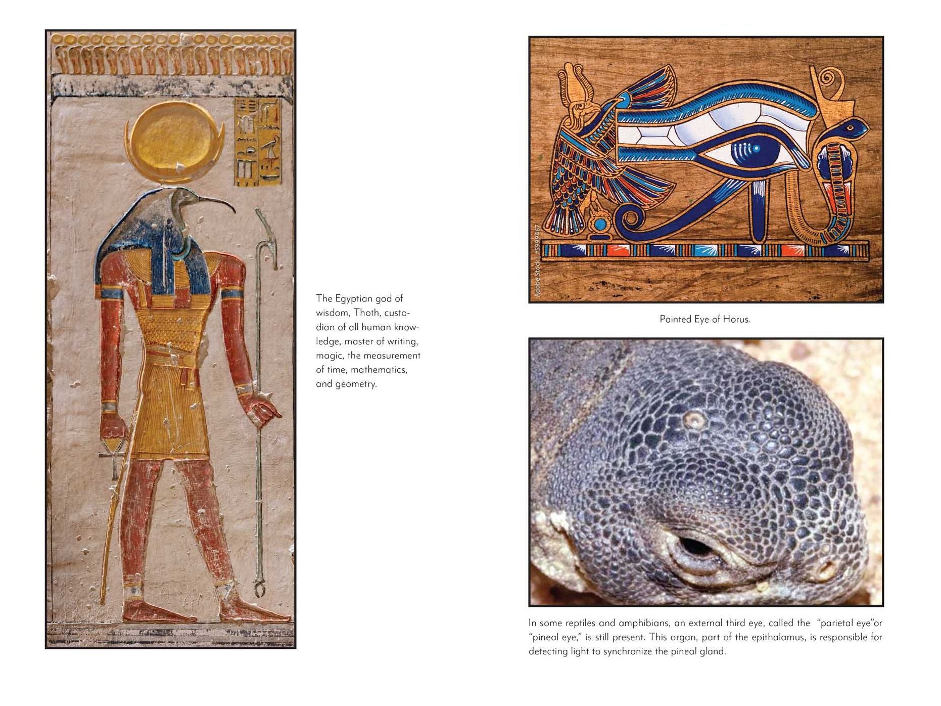 Awakening the Pineal Gland: Cellular Rejuvenation through Light and Sound