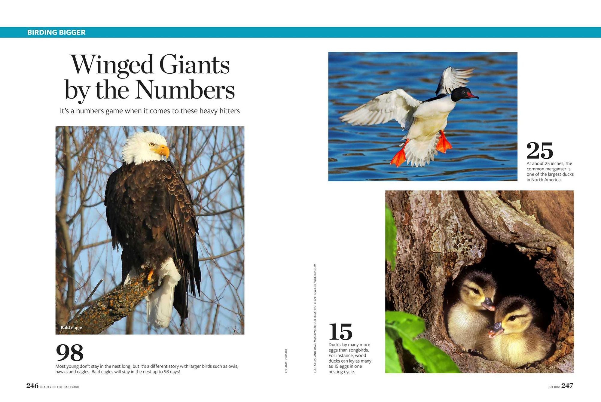 Birds & Blooms Beauty in the Backyard: 300+ TIPS, HINTS AND GARDEN GREATS TO CREATE AN OUTDOOR SPACE YOU CAN APPRECIATE YEAR-ROUND