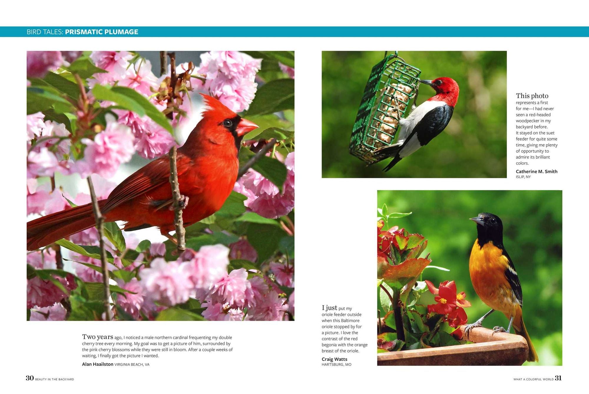 Birds & Blooms Beauty in the Backyard: 300+ TIPS, HINTS AND GARDEN GREATS TO CREATE AN OUTDOOR SPACE YOU CAN APPRECIATE YEAR-ROUND