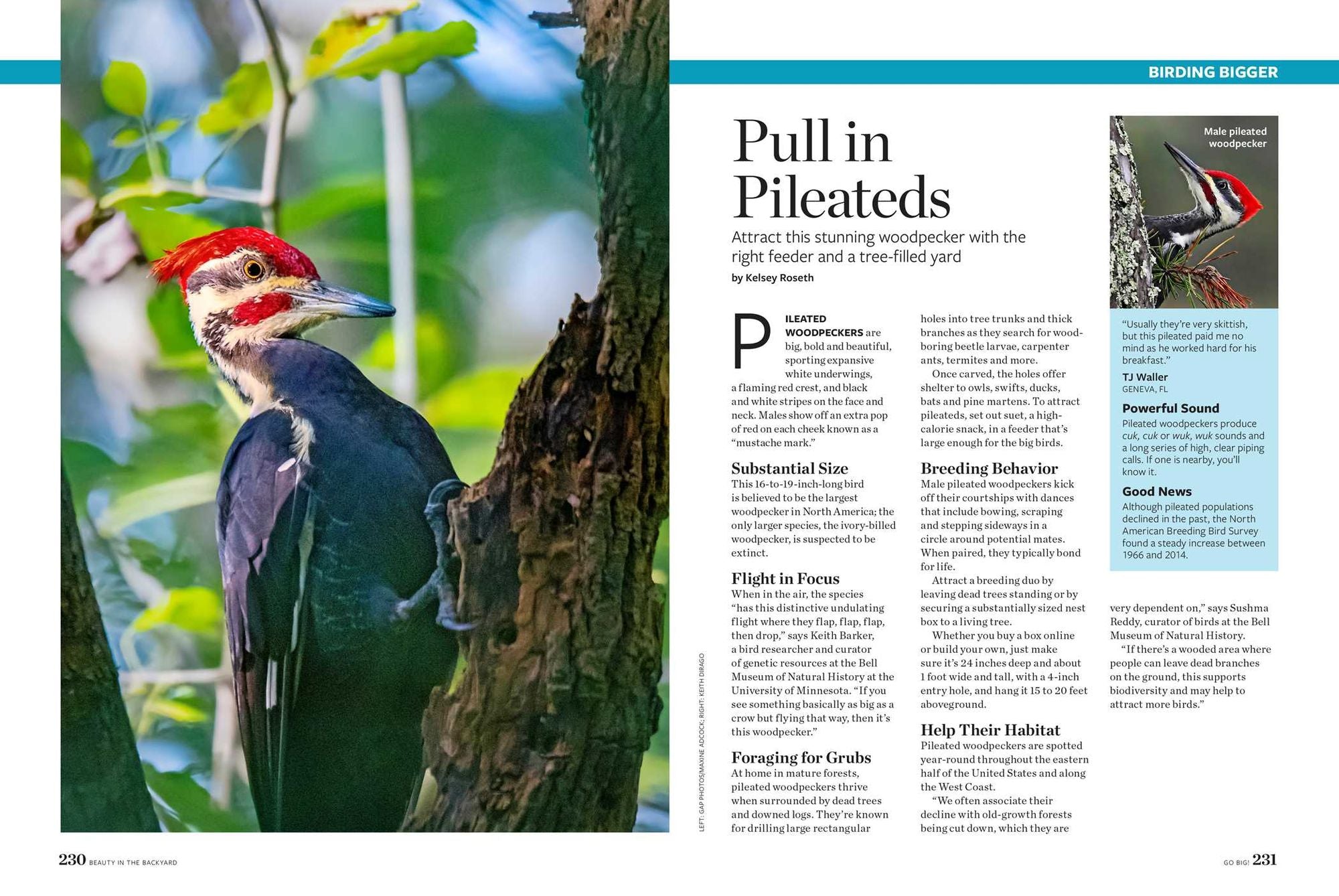 Birds & Blooms Beauty in the Backyard: 300+ TIPS, HINTS AND GARDEN GREATS TO CREATE AN OUTDOOR SPACE YOU CAN APPRECIATE YEAR-ROUND