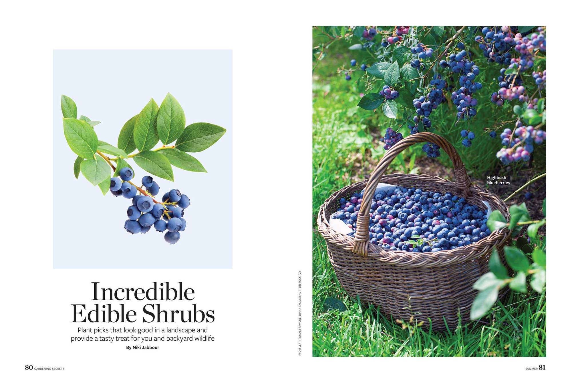 Birds & Blooms Gardening Secrets: All-Season Guide with Expert Tips and DIY Ideas for Thriving Gardens