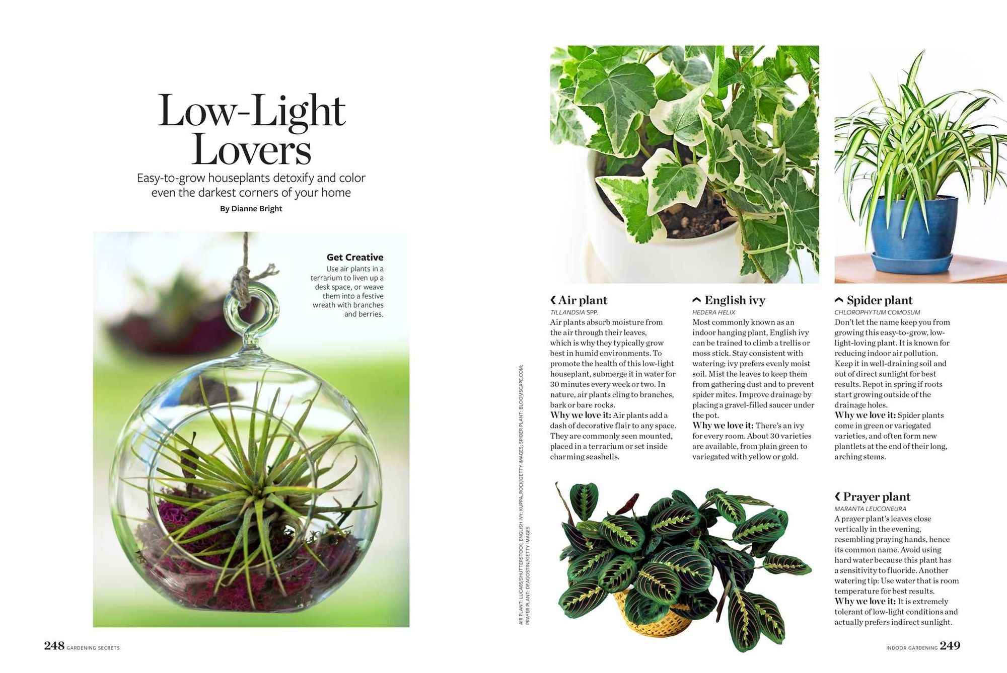 Birds & Blooms Gardening Secrets: All-Season Guide with Expert Tips and DIY Ideas for Thriving Gardens