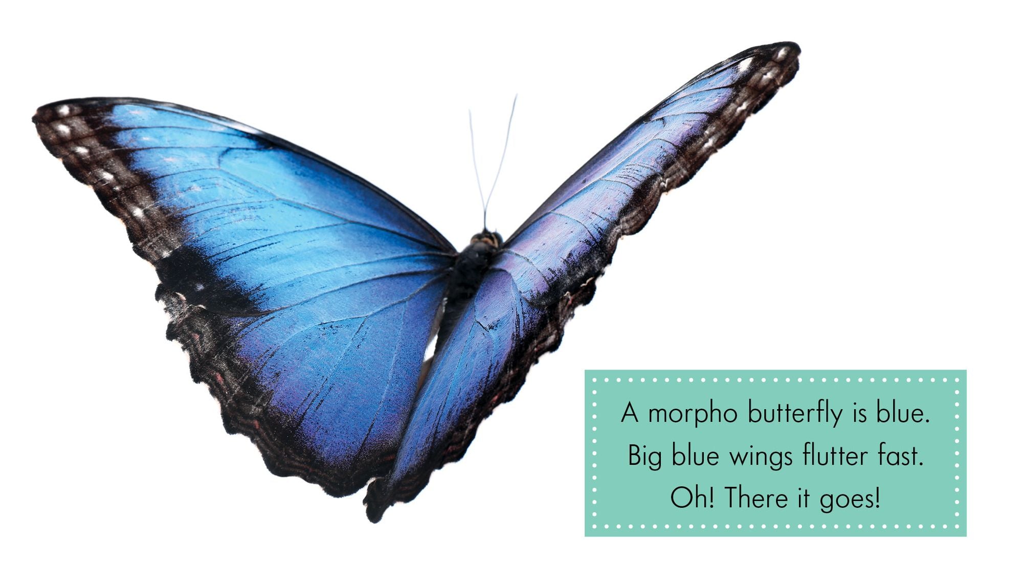 Blue Animals